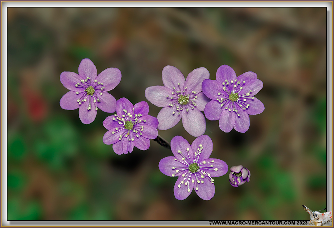 ANEMONES
